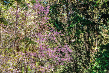 bunch of pink flowers with natural forest background