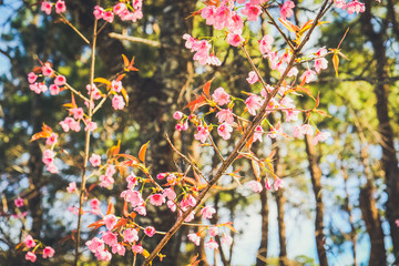 bunch of pink flowers with natural forest background