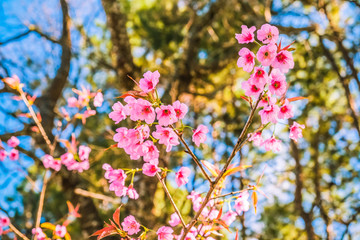 bunch of pink flowers with natural forest background