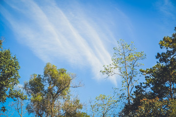 nature forest and sun bright with blue sky background