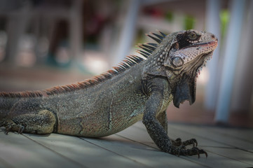 iguana on the floor taking a sun bath 