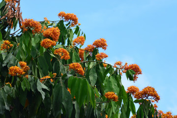 Yellow Saraca or Saracca thaipingensis Cantley ex Prain