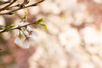 淡い桜と木漏れ日