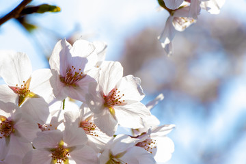 桜の花