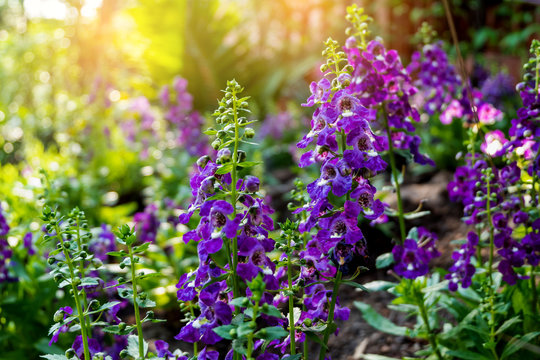 Purple Angelonia goyazensis Benth, Digitalis solicariifolia or Little Turtle Flower in garden on twilight.
