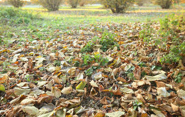 Background of colorful autumn leaves on forest floor . Abstract autumn leaves in autumn suitable as background . Autumn leaves on a meadow . Yellow leaves on the floor .