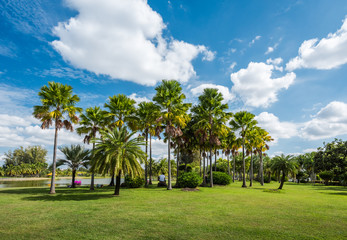 Green grass field with tree in Public Park