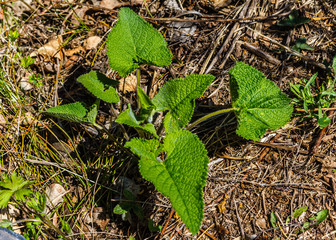 green leaves on the ground