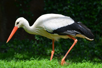 White stork (Ciconia ciconia) on dark background.