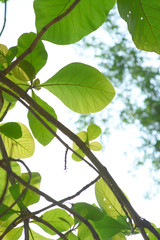 Fresh green leaf with sun light over the tree.
