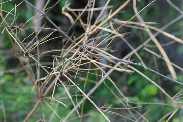 mess of old bamboo branch