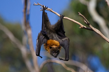 Grey Headed Flying Fox in a Tree