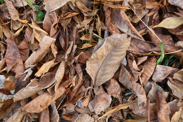 Background of colorful autumn leaves on forest floor . Abstract autumn leaves in autumn suitable as background . Autumn leaves on a meadow . Yellow leaves on the floor .