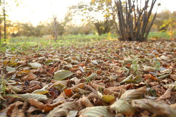 Background of colorful autumn leaves on forest floor . Abstract autumn leaves in autumn suitable as background . Autumn leaves on a meadow . Yellow leaves on the floor .