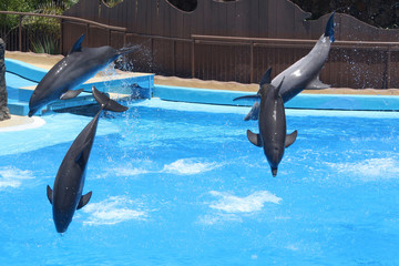 Delphin