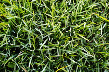 Green grass  Japanese grass (Zoysia japonica).  Green grass texture for background.