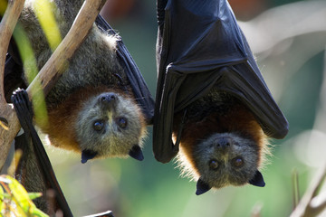 Two Fruit Bats Hanging Upside Down and Looking at Camera