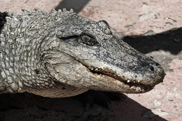 Mississippi-Alligator