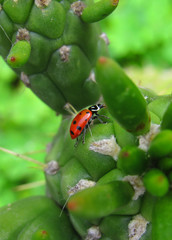 ladybug on a leaf