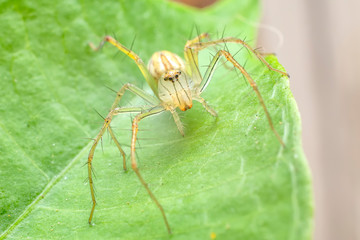 Close up of Lynx spider under green leaf. The Oxyopes javanus Throll Oxyopes linestipes (C.L. Koch) on green leave in the forest at Thailand.