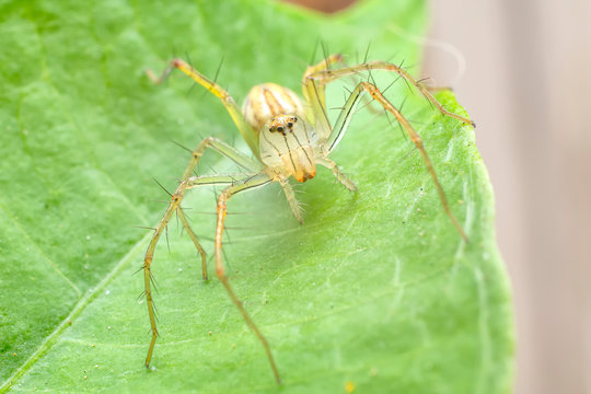 Close up of Lynx spider under green leaf. The Oxyopes javanus Throll Oxyopes linestipes (C.L. Koch) on green leave in the forest at Thailand.