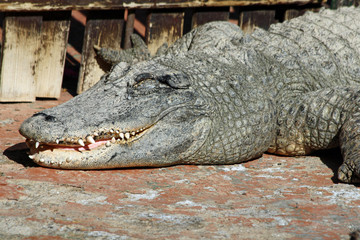 Obraz premium Mississippi-Alligator