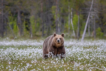 Wilder Braunbär in einem Sumpf in Finnland