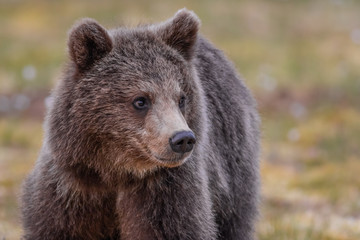 Obraz premium Wilder kleiner Braunbär in einem Sumpf in Finnland