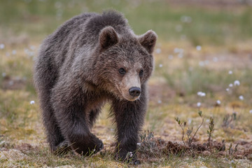 Fototapeta premium Wilder kleiner Braunbär in einem Sumpf in Finnland