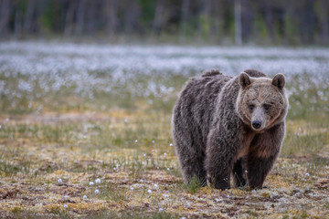 Fototapeta premium Wilder Braunbär in einem Sumpf in Finnland