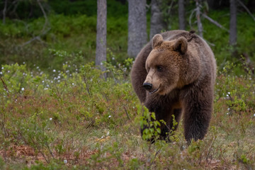 Obraz premium Wilder Braunbär in einem Sumpf in Finnland