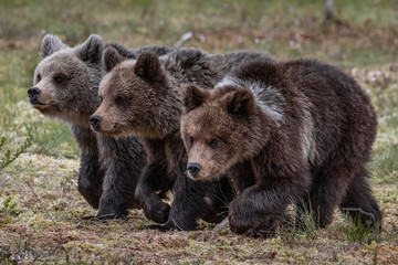 Wilde kleine Braunbären in einem Sumpf in Finnland