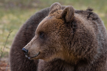 Fototapeta premium Wilder Braunbär in einem Sumpf in Finnland