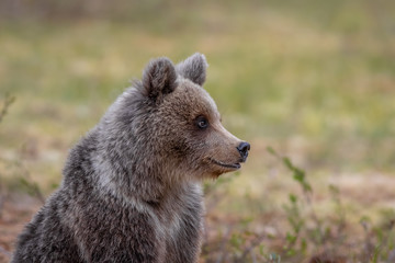 Obraz premium Wilder kleiner Braunbär in einem Sumpf in Finnland
