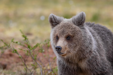 Fototapeta premium Wilder kleiner Braunbär in einem Sumpf in Finnland