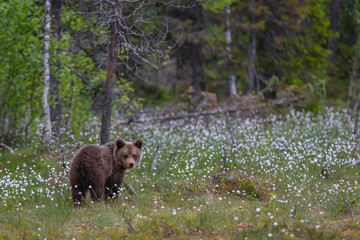 Wilder kleiner Braunbär in einem Sumpf in Finnland