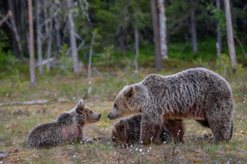 Braunbärfamilie in einem Sumpf in Finnland