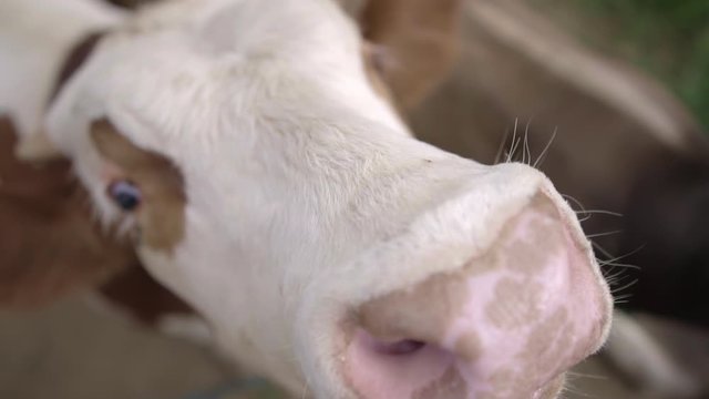 A very curious white and brown cow approaches the camera, closeup, Full HD slow motion video