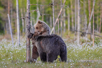 Fototapeta premium Spielende Braunbären in einem Sumpf in Finnland