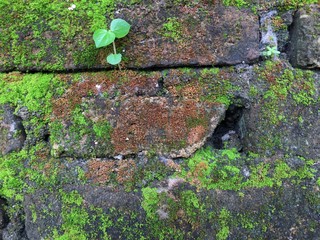 wild plants grow on old walls, mossy walls
