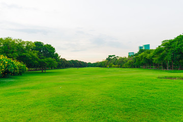 Green grass field with tree in public park