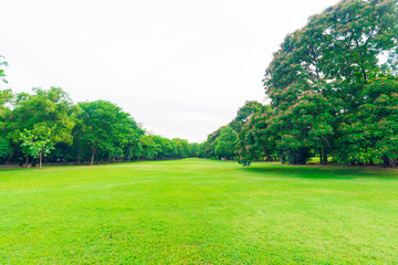 Green grass field with tree in public park