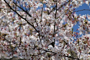 Japanese Cherry Blossoms in Full Bloom under the Blue Sky