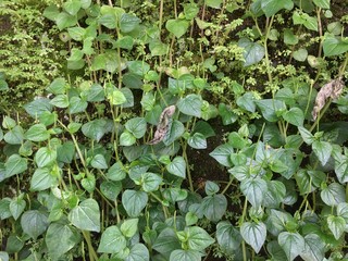 wild plants grow on old walls, mossy walls
