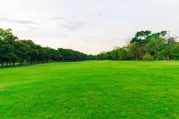 Fototapeta na wymiar Green grass field with tree in public park