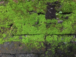 Green moss on the old wall
