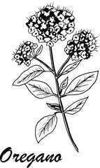 Vector botanic illustration with oregano on white background. Hand drawn food collection with seasonings, herbs and vegetables. Perfect for culinary books, magazines, textiles.