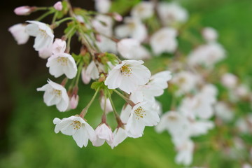 白く淡い色の桜が咲く