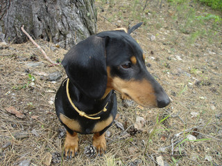 black and tan Dachshund in the forest