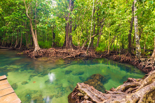 Tropical mangrove green forest clear water